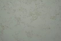 Carrara Gold Super Jumbo